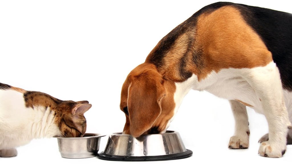 Evcil hayvanlarda obezite riski; hareket ve beslenmeye dikkat #1
