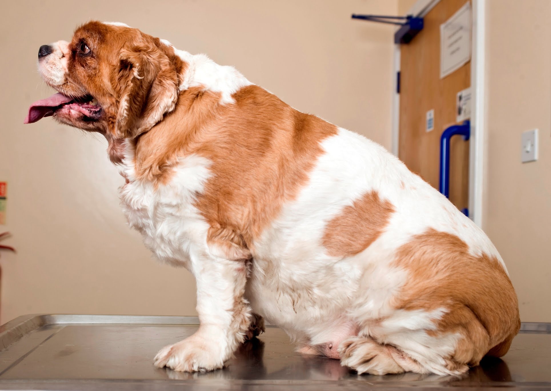 Evcil hayvanlarda obezite riski; hareket ve beslenmeye dikkat #2