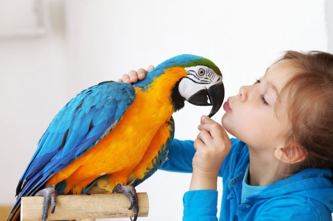 Evde beslenen kuşlar alerjilere neden olabilir #1