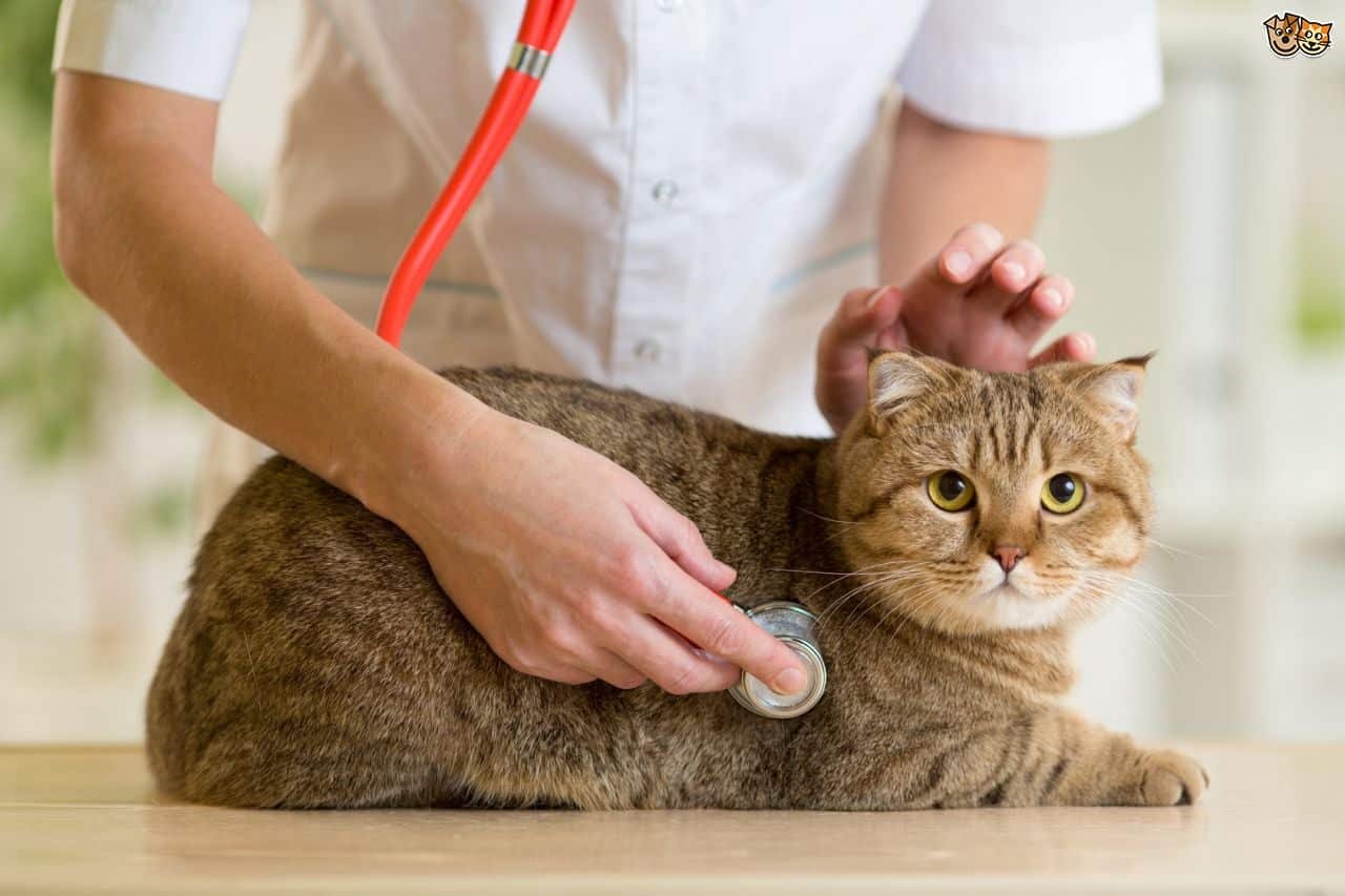 Kedilerle yaşam boyu birliktelik için düzenli sağlık kontrolü şart #1