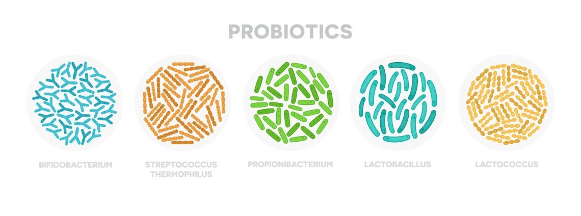 Vücudumuzdaki yararlı canlılar: Probiyotikler #5